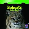 Bobcats_in_the_dark