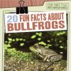 20_fun_facts_about_bullfrogs